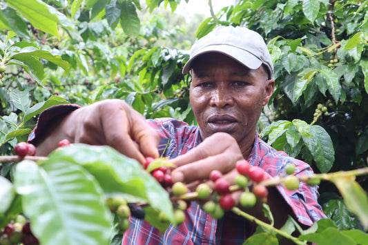 CHAMPION: Medium - Dark Roast Kenyan Coffee