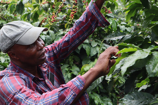 ZAWADI -Medium Roast Coffee