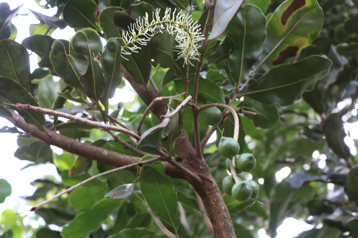 DRY ROASTED KENYAN MACADAMIA NUTS