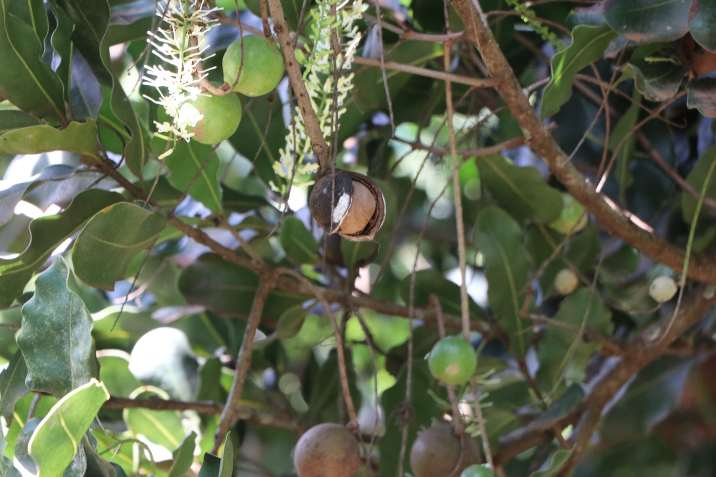 LIGHTLY SALTED & DRY ROASTED  MACADAMIA NUTS - Subscription