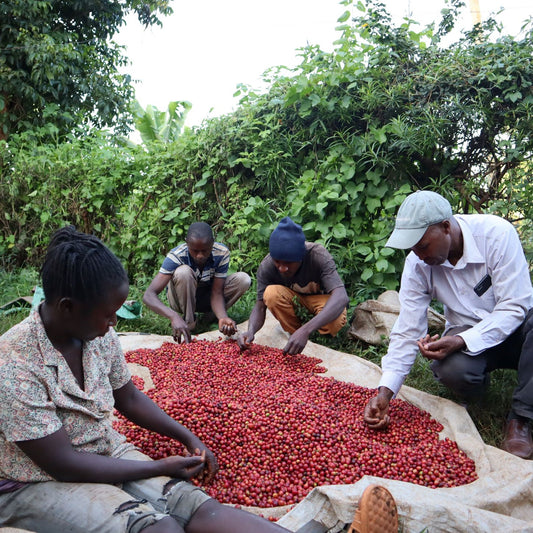 SAVANNAH - Light Roast Kenyan Coffee