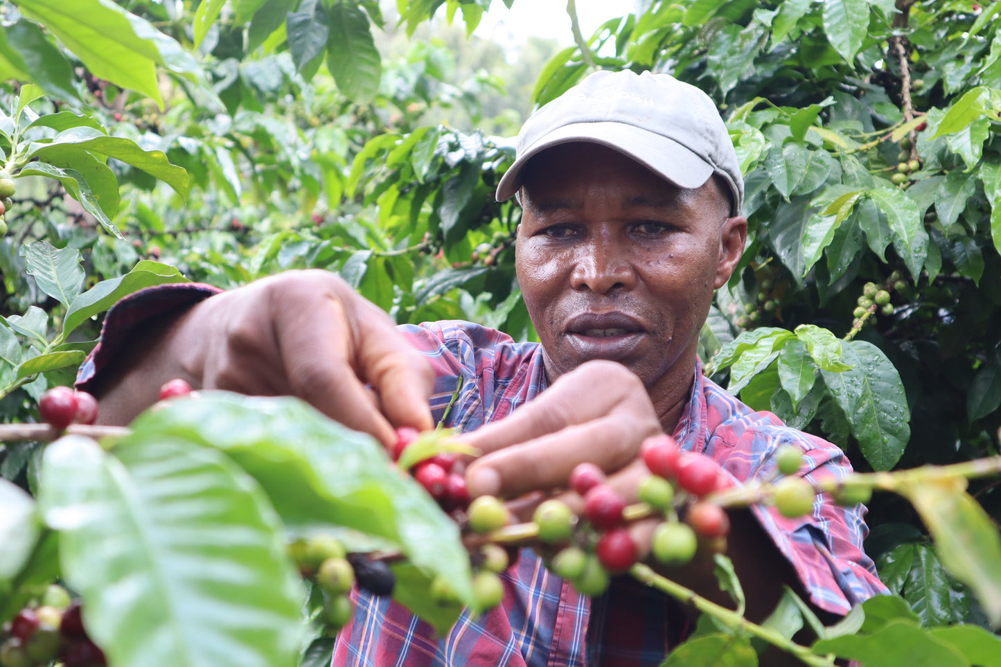 CHAMPION: Medium - Dark Roast Kenyan Coffee